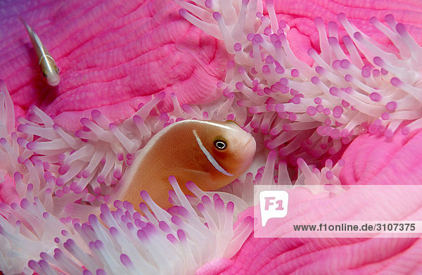 Pink anemonefishes (Amphiprion perideraion) over sea anemones Australia Pacific Ocean underwater shot