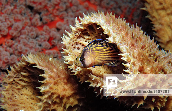 Pracht-Zwergbarsch (Pseudochromis splendens) in Korallenriff  Sulawesi  Indonesia  Bandasee  Unterwasseraufnahme
