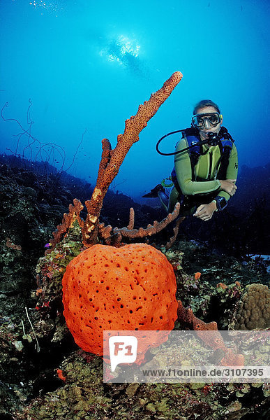 Scuba diver discovering Elephant Ear Sponge (Agelas clathrodes)  Dominica  French West Indies  Caribbean Sea  underwater shot