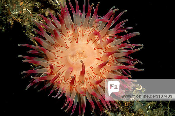 Sea anemone Alesund Norway Atlantic Ocean close-up