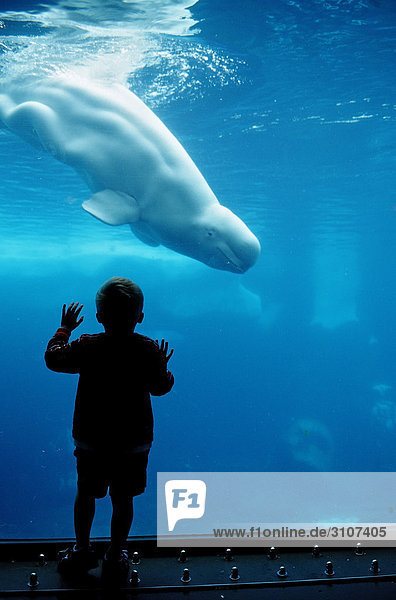 Little boy watching Beluga Whale (Delphinapterus leucas) Seaworld San Diego California USA