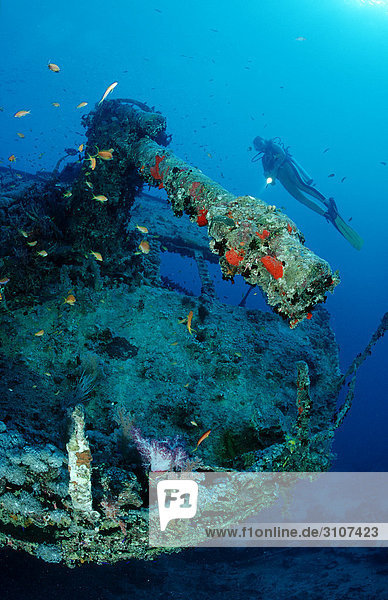 Scuba diver exploring ship wreck of the Thistlegorm  Sinai  Egypt  Red Sea