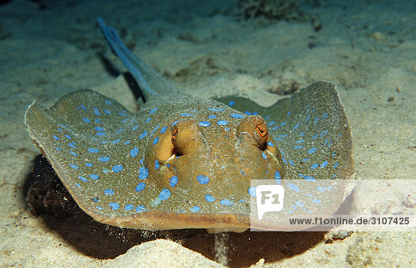Bluespotted Ribbontail Ray (Taeniura lymma) on seabed Sudan Red Sea close-up
