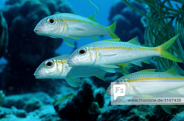 Four Yellow Goatfishes (Mulliodichthys martinicus) British Virgin Islands Caribbean Sea side view