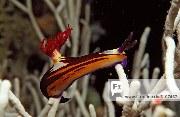 Colourful sea slug (Nembrotha megalocera) on coral  Shaab Mahlai  Red Sea  Egypt  close-up