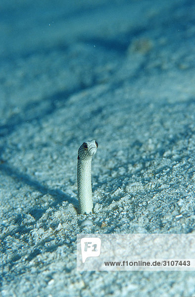 Spotted garden eel (Heteroconger hassi) in tube  Ari Atoll  Maldives  Indian ocean  underwater shot