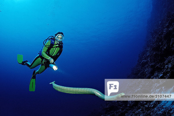 Scuba diver pursuing Sea snake (Hydrophiidae)  Papua New Guinea  Pacific Ocean