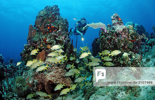 Scuba diver discovering school of grunts (Haemulon sciurus)  Dominican Republic  Caribbean Sea