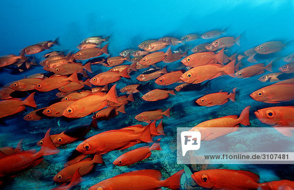 School of Crescent-tail Bigeyes (Priacanthus hamrur) Ari Atoll Maldives Indian Ocean side view