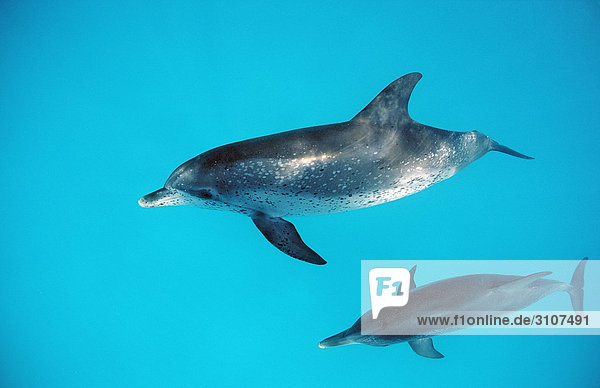 Two Atlantic Spotted Dolphins (Stenella frontalis) swimming near the water surface  Bahamas  West Indies  elevated view