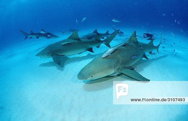 Lemon Sharks (Negaprion brevirostris) close to seabed  Bahamas  Atlantic Ocean  underwater shot