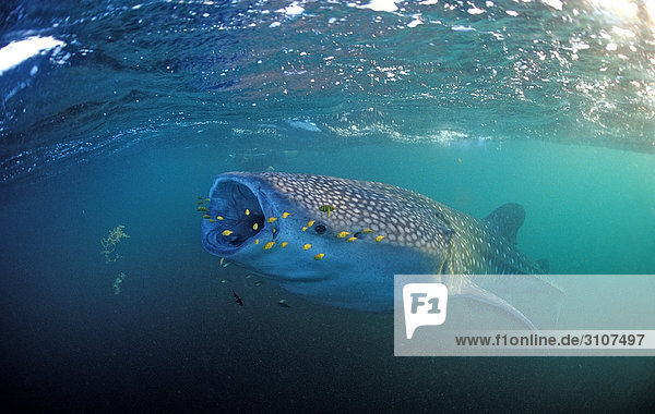 Eating Whale shark (Rhincodon thypus) with yellow pilot fishes Djibouti Africa Gulf of Aden