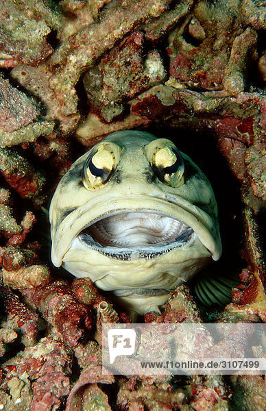 Jawfish (Opistognathus dendriticus) Lankayan Malaysia Pacific Ocean close-up