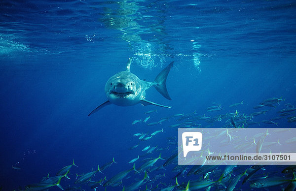 Weißer Hai (Carcharodon carcharias) und Fischschwarm  Isla Guadalupe  Mexiko  Frontalansicht Fischschwarm