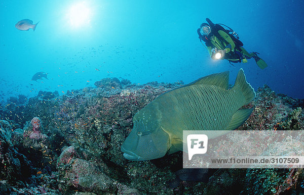 Scuba diver discovering Humpback wrasse (Cheilinus undulatus)  Ari Atoll  Maldives  Indian Ocean  underwater shot