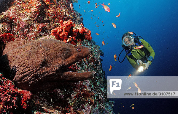 Giant moray (Gymnothorax javanicus) and scuba diver  Ari Atoll  Maldives