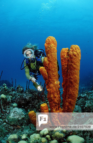 Scuba diver discovering tube sponge  Isla Catalina  Dominican Republic  underwater shot