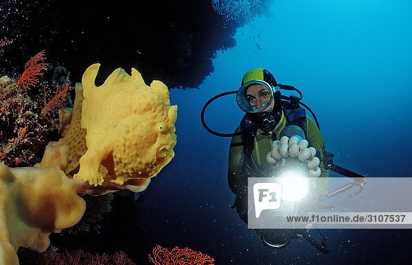 Giant frogfish (Antennarius commersonii) and scuba diver in coral reef  Sulawesi  Indonesia