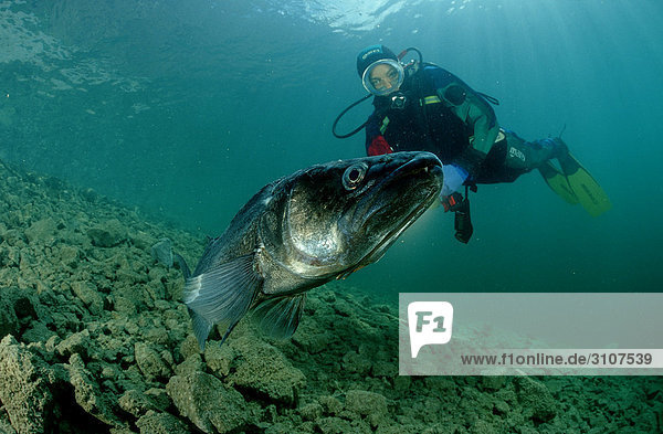 Scuba diver discovering zander (Sander lucioperca)  Bavaria  Germany  underwater shot