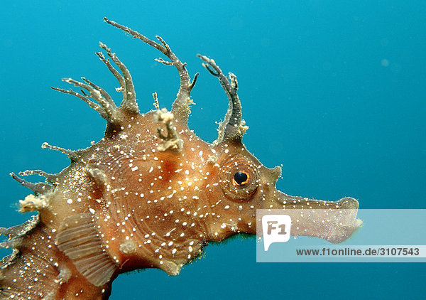 Kopf eines Langschnäuzigen Seepferdchens (Hippocampus guttulatus)  Sardinien  Mittelmeer  Italien  Seitenansicht