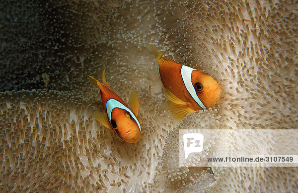 Zwei Rotmeer-Anemonenfische (Amphiprion bicinctus) zwischen Seeanemonen  Dschibuti  Golf von Aden