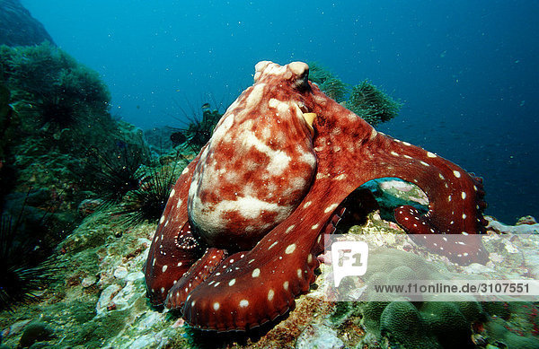 Gemeiner Krake (Octopus vulgaris) auf Riff  Andamanensee  Myanmar