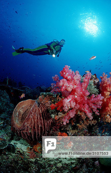 Scuba diver in coral reef  Komodo National Park  Indonesia  underwater shot