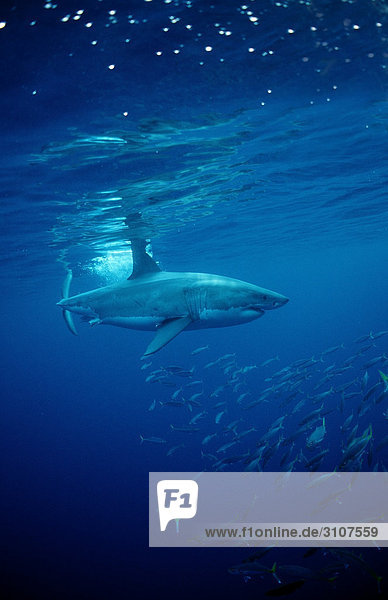 Weißer Hai (Carcharodon carcharias) und Fischschwarm  Dyer Island  Gansbaai  Republik Südafrika  Seitenansicht Fischschwarm