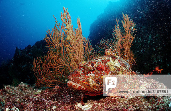Stone Scorpionfish (Scorpaena plumieri mystes) in coral reef  Mexico  Sea of Cortez  underwater shot