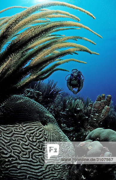 Scuba diver in coral reef  Bonaire  Netherlands Antilles  Caribbean Sea