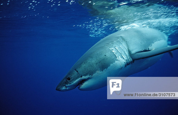 Weißer Hai (Carcharodon carcharias) taucht in Wasser ein  Isla Guadalupe  Mexiko  Seitenansicht