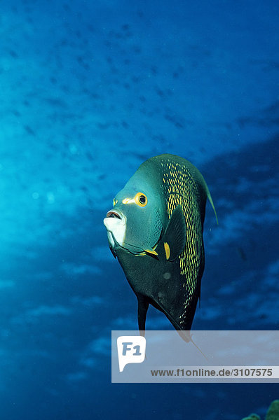 French Angelfish (Pomacanthus paru) British Virgin Islands Caribbean Sea front view