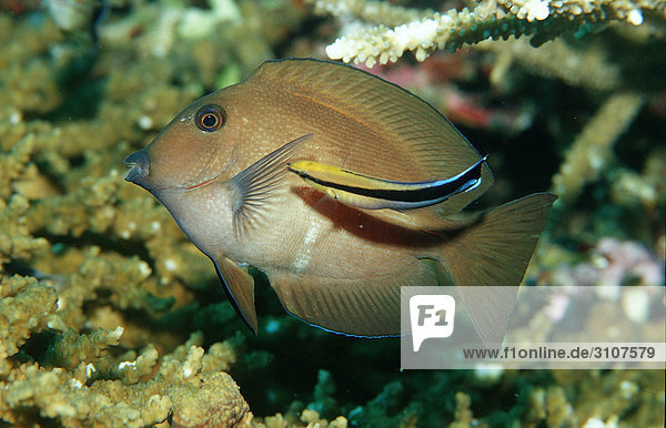 Brushtail Tang (Zebrasoma scopas) and Cleaner Wrasse (Labroides dimidiatus)  Sulawesi  Indian Ocean  Close-up