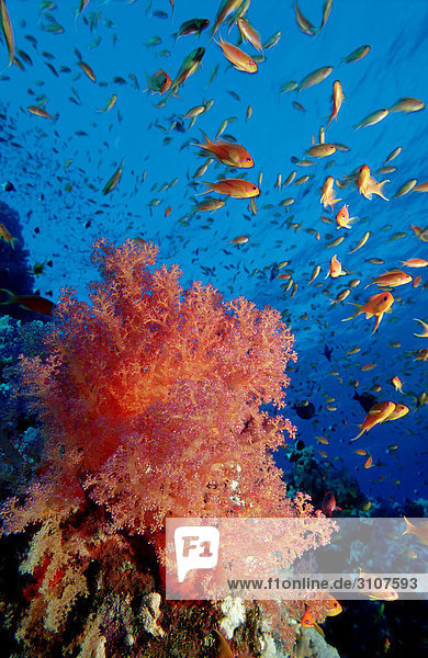 Fahnenbarsche (Pseudanthias squamipinnis) in Korallenriff  Safaga  Ägypten  Rotes Meer  Unterwasseraufnahme Unterwasseraufnahme