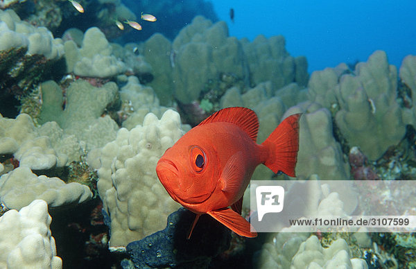 Crescent-tail bigeye (Priacanthus hamrur) in coral reef Shaab Mahlai Egypt Red Sea close-up