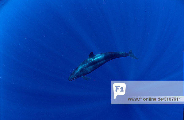 False Killer Whale (Pseudorca crassidens) Papua New Guinea Pacific Ocean