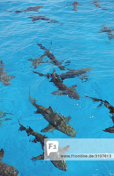 Lemon sharks at the waters surface  Bahamas  Atlantic Ocean  elevated view