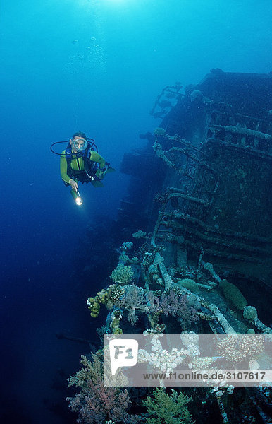 Scuba diver explores unknown ship wreck  Zabargad  Egypt  Red Sea