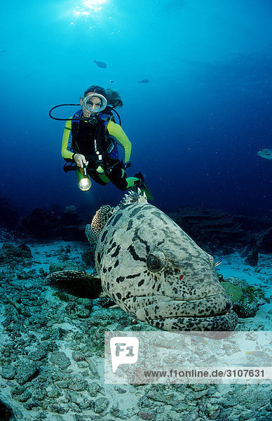 Scuba diver following Potato grouper (Epinephelus tukula)  Myanmar  Andaman sea