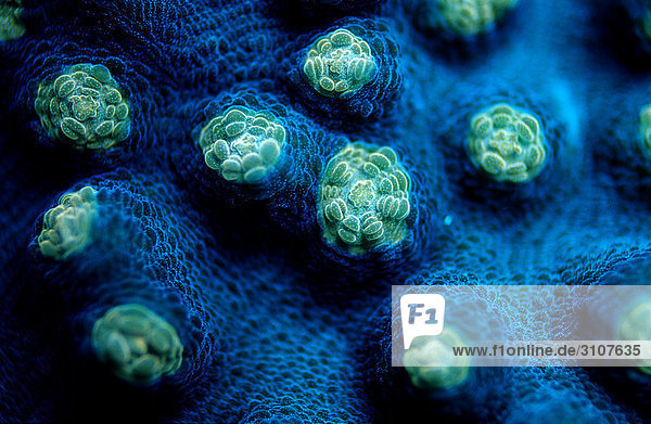 Fluorescence light of a Hard Coral (Madreporaria) Komodo National Park Indonesia Indian Ocean macro shot