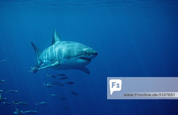 Weißer Hai (Carcharodon carcharias) und Fischschwarm  Dyer Island  Gansbaai  Republik Südafrika Fischschwarm