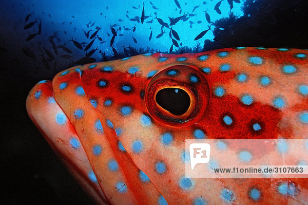 Coral grouper (Cephalopholis miniata) Zabargad Egypt Red Sea close-up