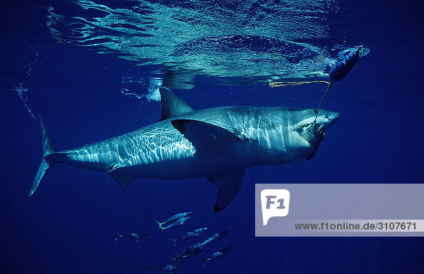 Weißer Hai (Carcharodon carcharias) beißt in Fischköder  Isla Guadalupe  Mexiko  Seitenansicht