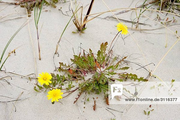 Dandelion on the beach Taraxacum litorale Island Spiekeroog East Frisian Island North Sea Germany