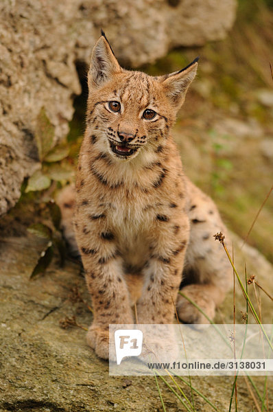 Junger Luchs (Lynx lynx) auf Felsen sitzend,  Bayrischer Wald,  Deutschland,  Frontalansicht