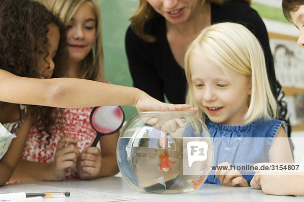 Grundschullehrer und Schüler versammelten sich um eine Goldfischschale  ein Mädchen steckte den Finger ins Wasser.