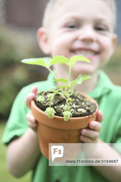 Little boy laughing while holding a young strawberry plant