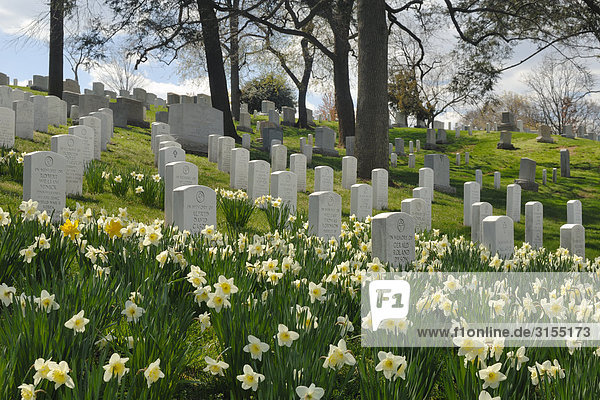 Arlington cemetery  Alrington  Virginia