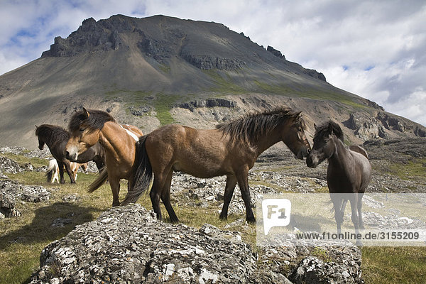 Herd of Horses  near Hofn  Iceland