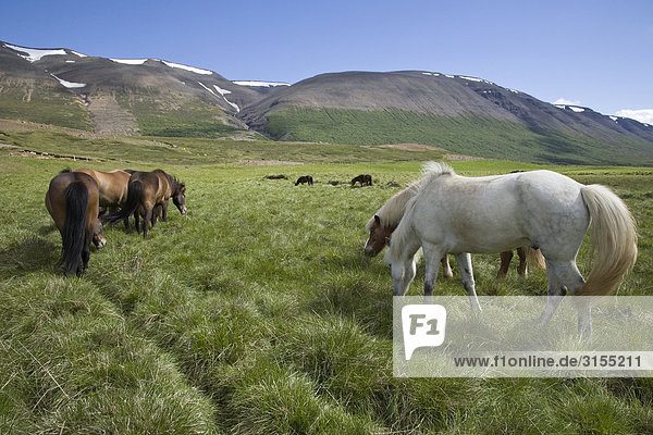 Herd of Horses  near Akureyri  Northern Iceland